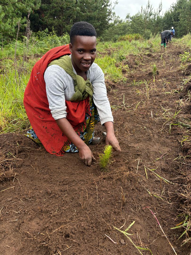 Smallholder tree grower planting seedlings on a woodlot in Tanzania
